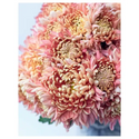 Chrysanthemums