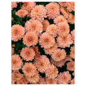 Chrysanthemums