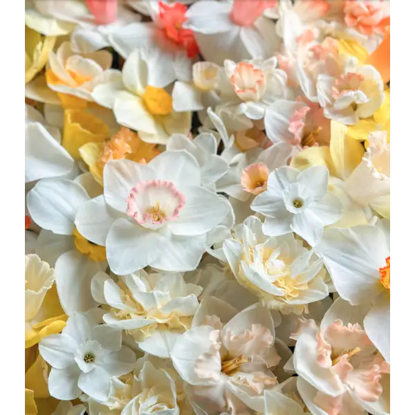 Daffodils