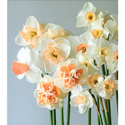 Daffodils