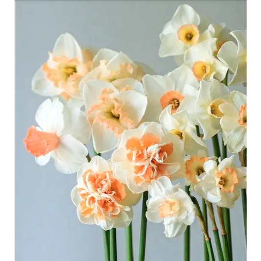 Daffodils