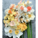Daffodils
