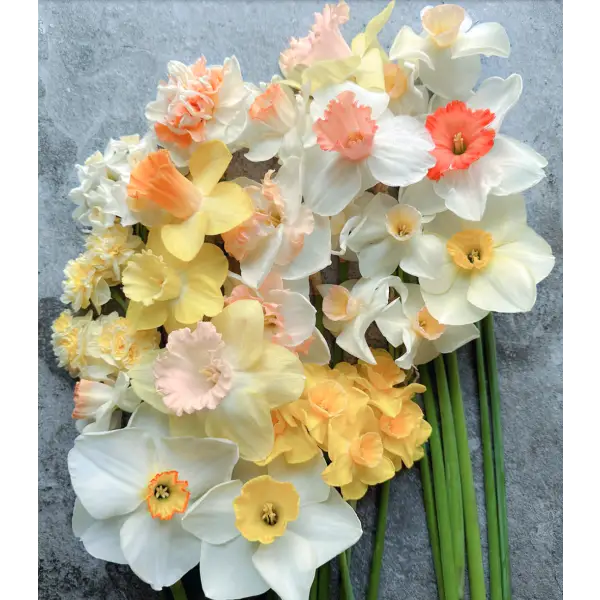 Daffodils