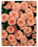 Chrysanthemums