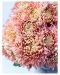 Chrysanthemums