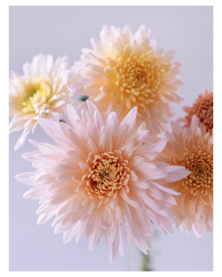 Chrysanthemums