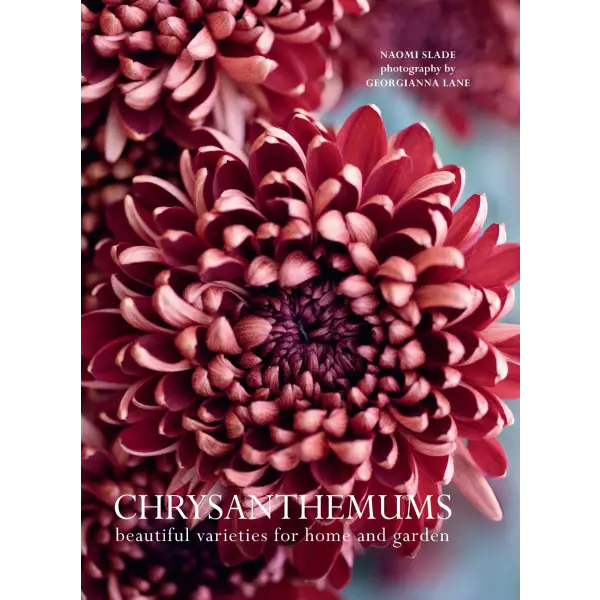 Chrysanthemums