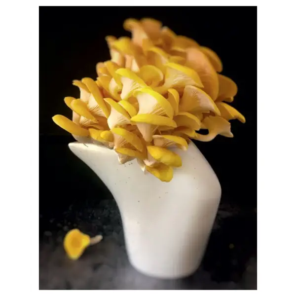 Mushroom Gastronomy
